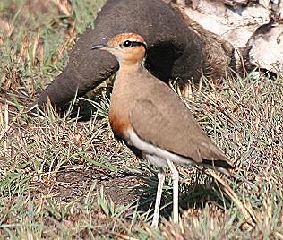 Temminckrennvogel (Cursorius temminckii)  Temminck's Courser